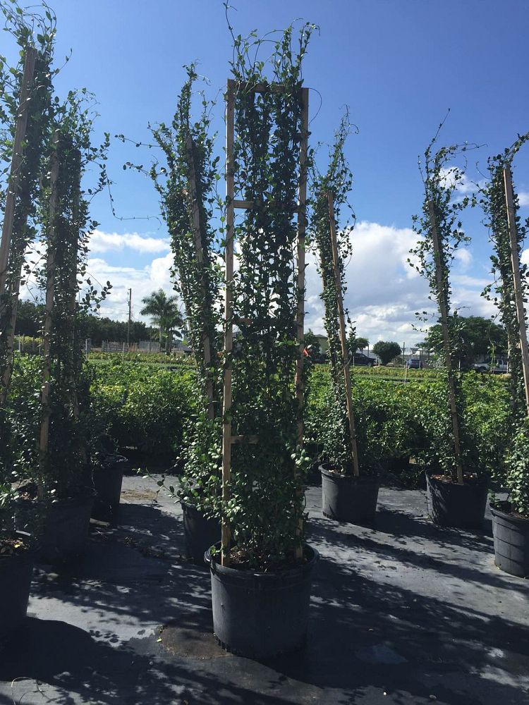 trachelospermum-jasminoides-confederate-jasmine