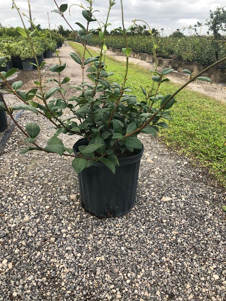 trachelospermum-jasminoides-confederate-jasmine
