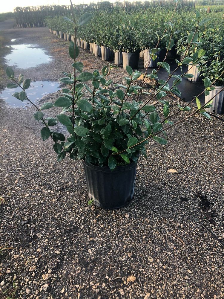 trachelospermum-jasminoides-confederate-jasmine