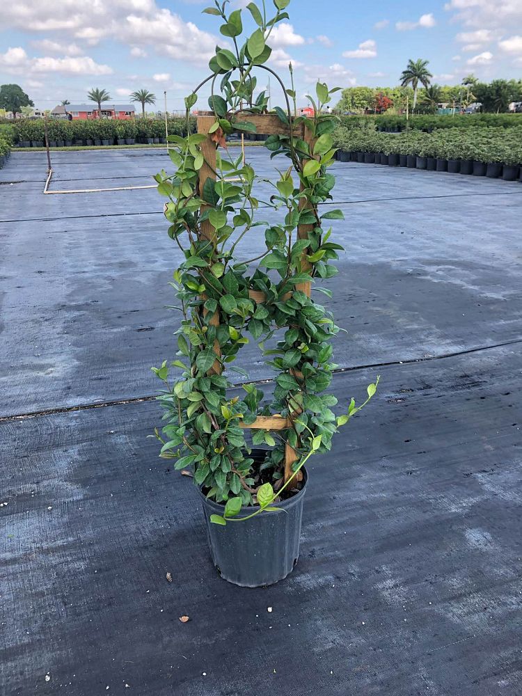 trachelospermum-jasminoides-confederate-jasmine