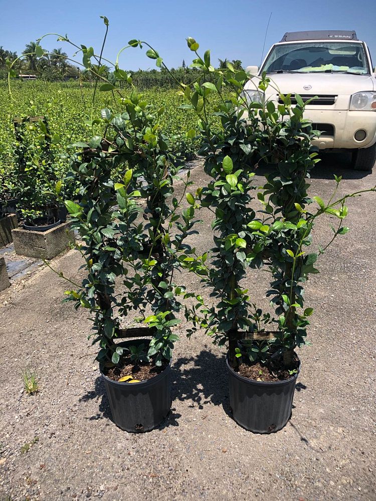 trachelospermum-jasminoides-confederate-jasmine