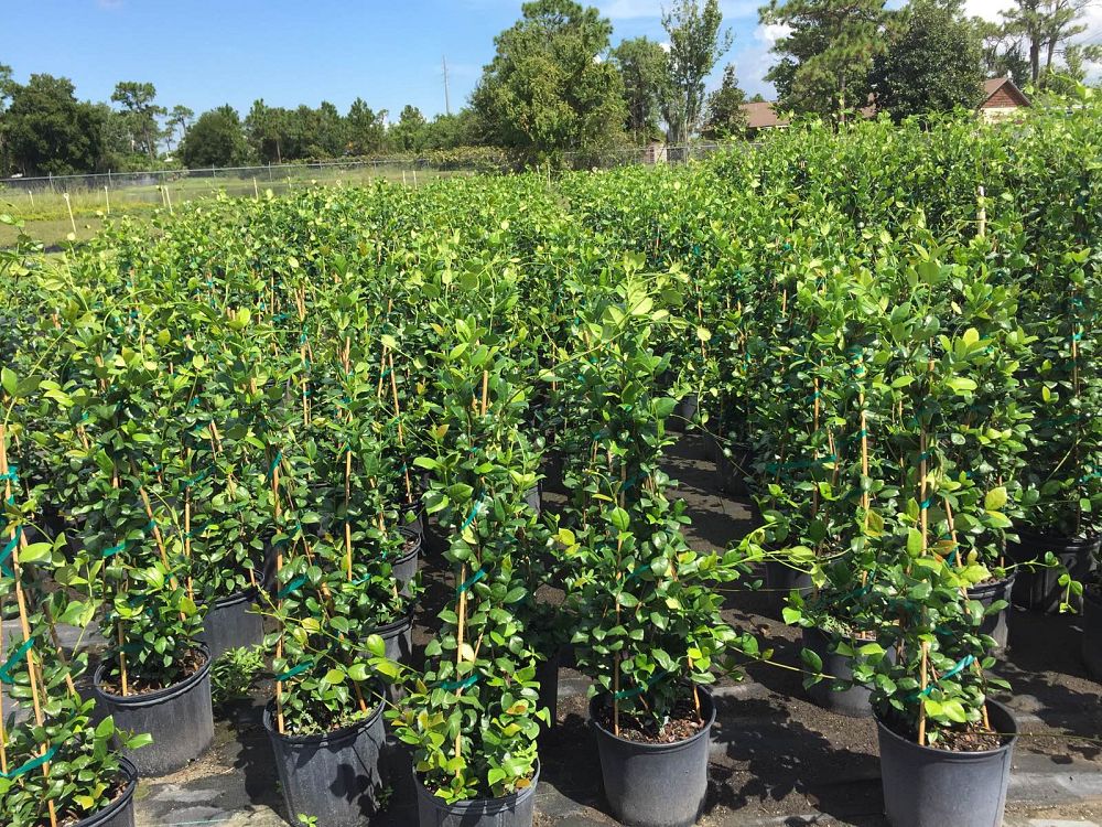 trachelospermum-jasminoides-confederate-jasmine