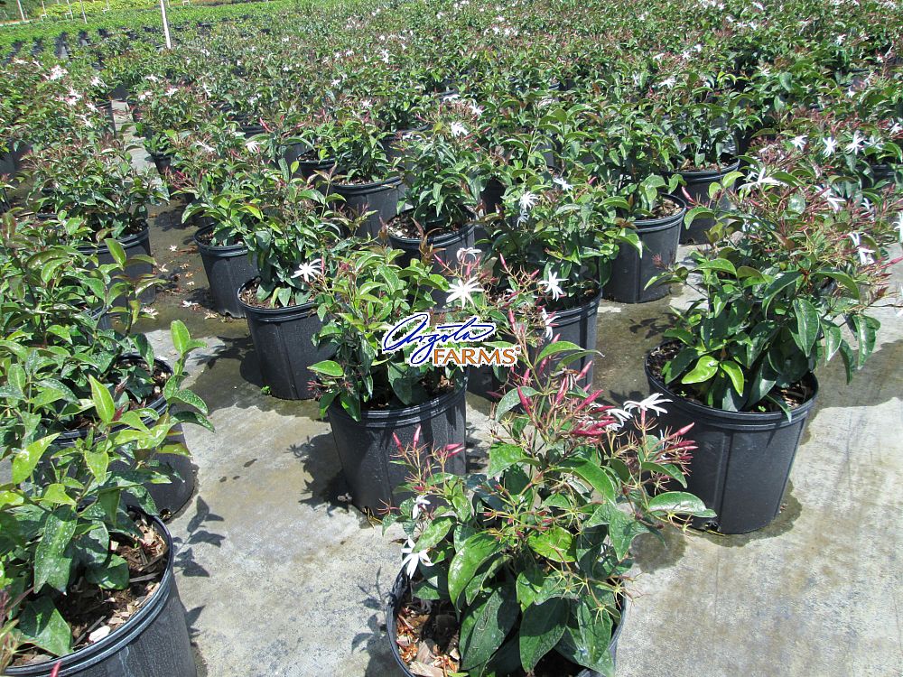 trachelospermum-jasminoides-confederate-jasmine