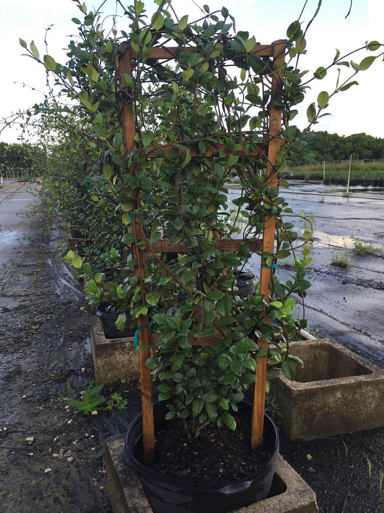 trachelospermum-jasminoides-confederate-jasmine