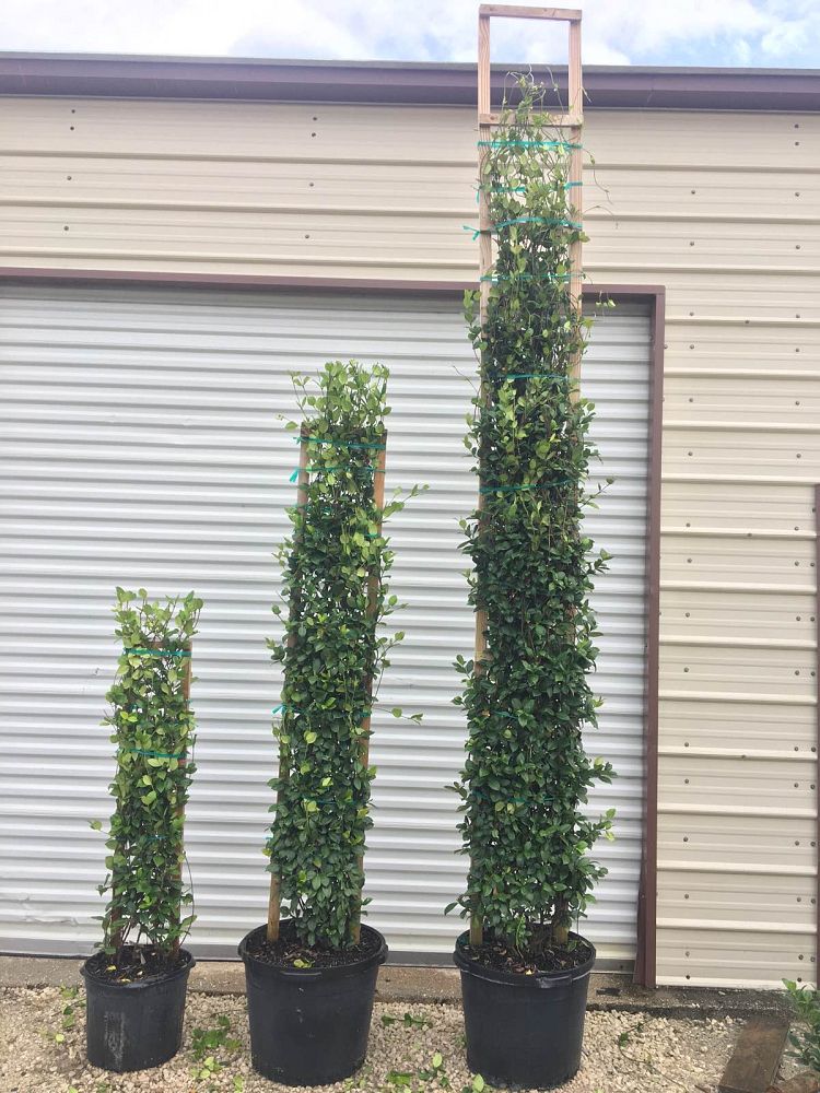 trachelospermum-jasminoides-confederate-jasmine