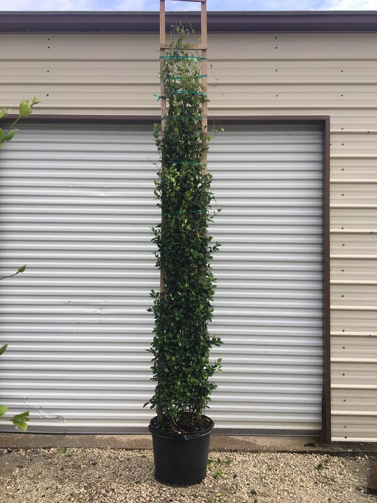 trachelospermum-jasminoides-confederate-jasmine