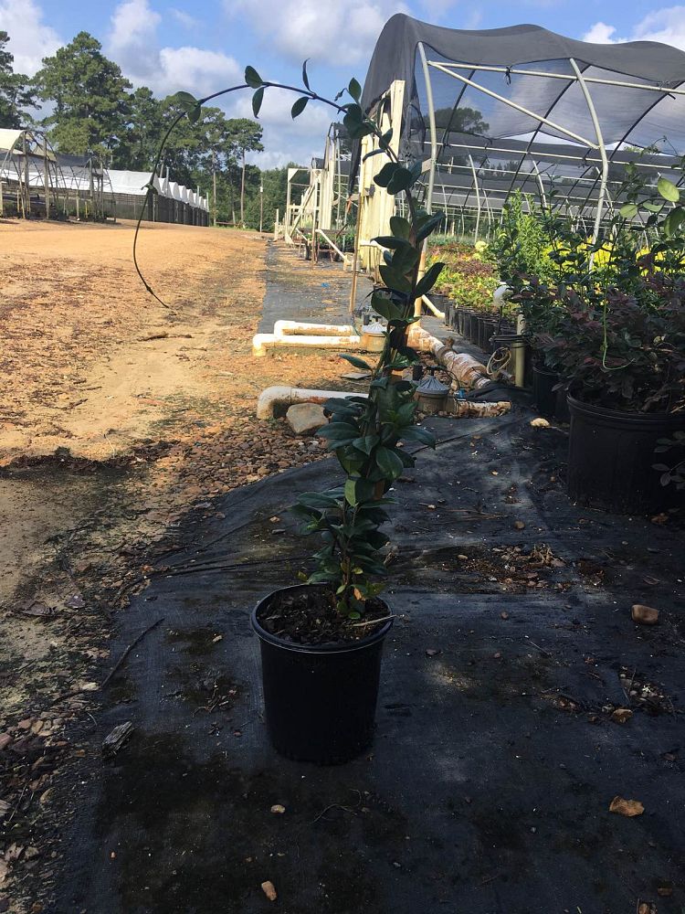 trachelospermum-jasminoides-confederate-jasmine