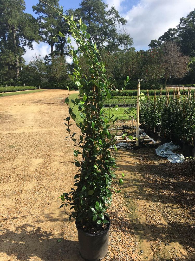 trachelospermum-jasminoides-confederate-jasmine