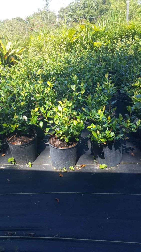 trachelospermum-jasminoides-confederate-jasmine