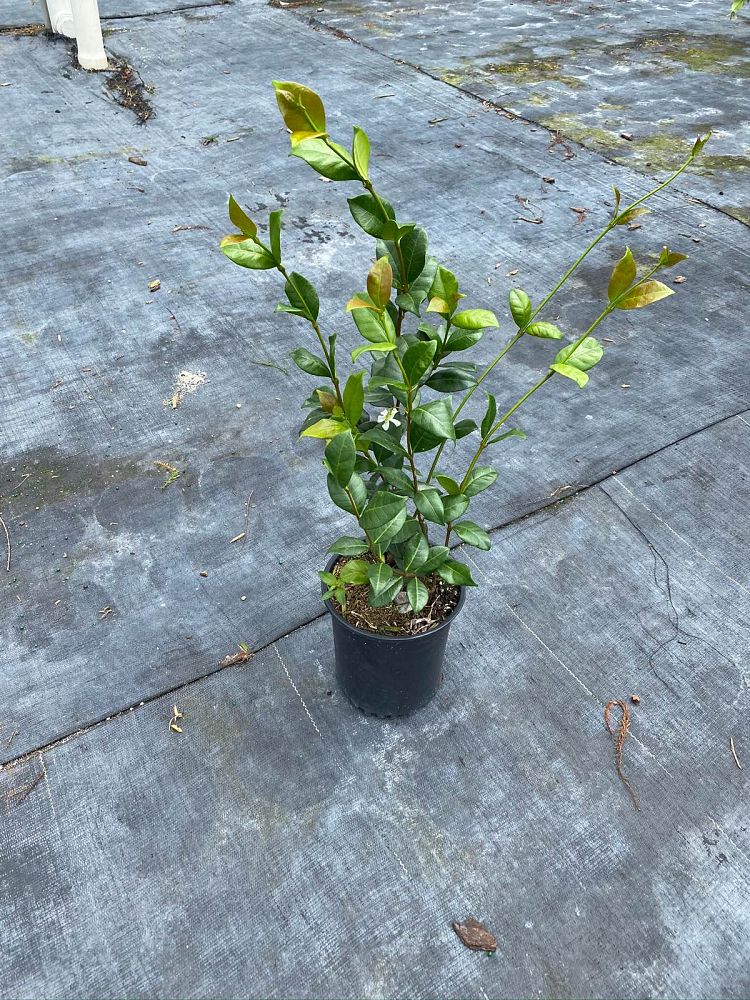 trachelospermum-jasminoides-confederate-jasmine