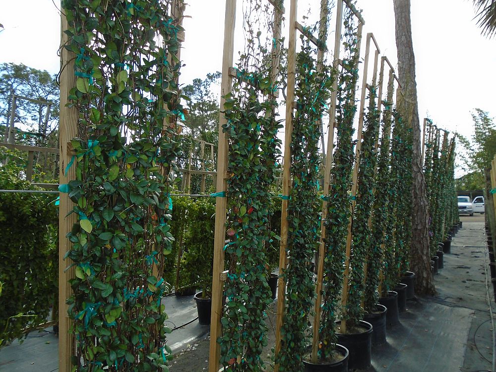 trachelospermum-jasminoides-confederate-jasmine