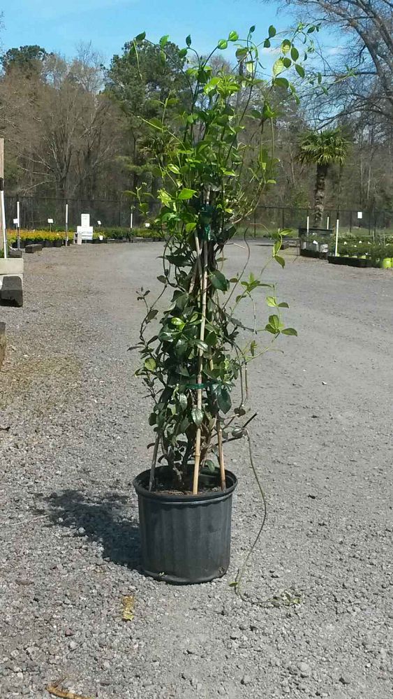 trachelospermum-jasminoides-confederate-jasmine
