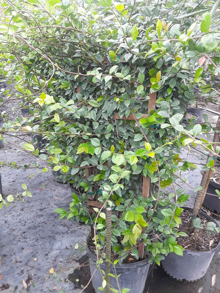 trachelospermum-jasminoides-confederate-jasmine