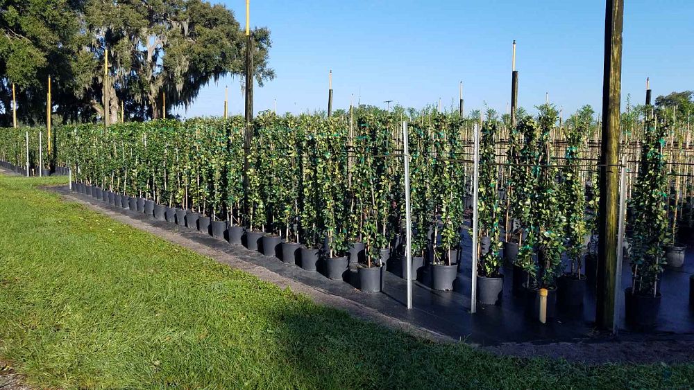 trachelospermum-jasminoides-confederate-jasmine