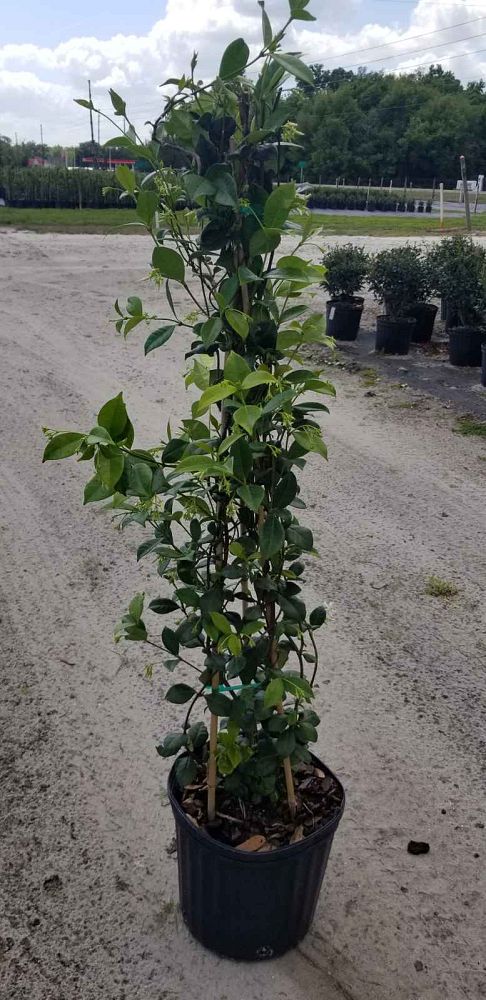 trachelospermum-jasminoides-confederate-jasmine