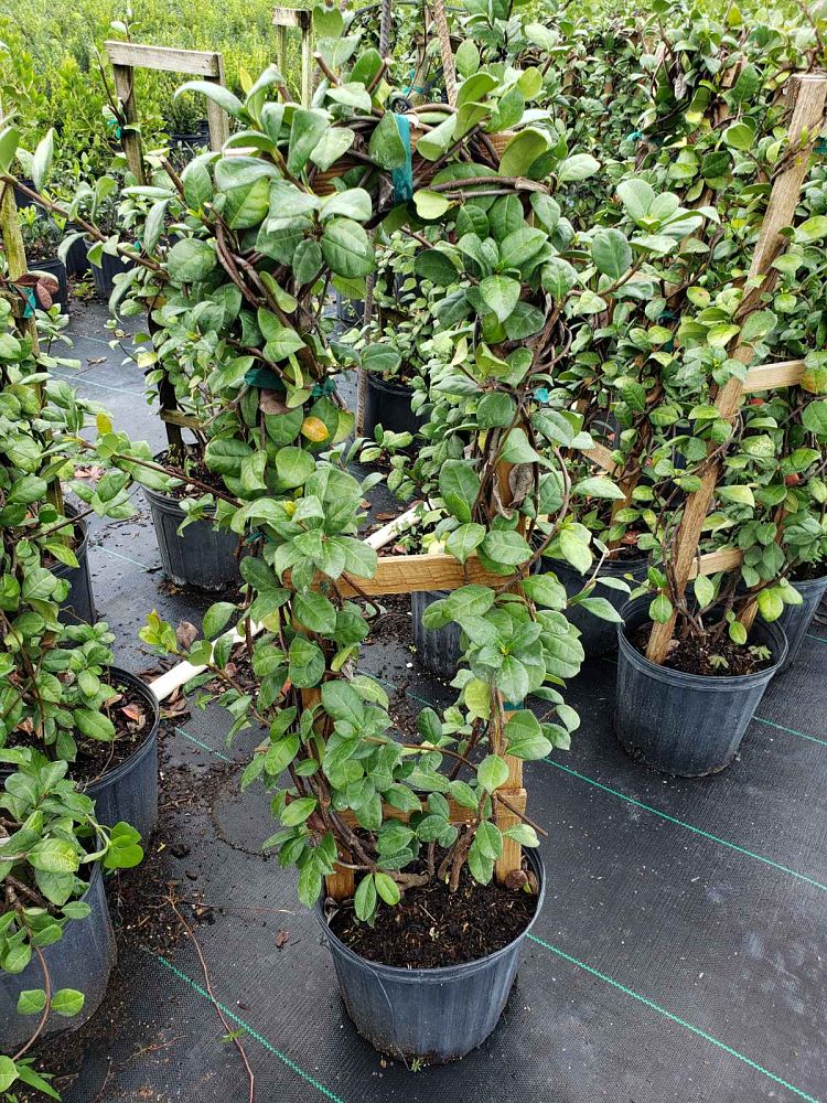 trachelospermum-jasminoides-confederate-jasmine