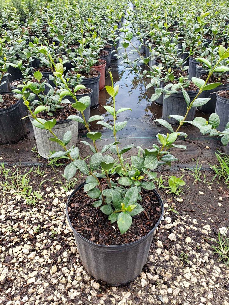 trachelospermum-jasminoides-confederate-jasmine