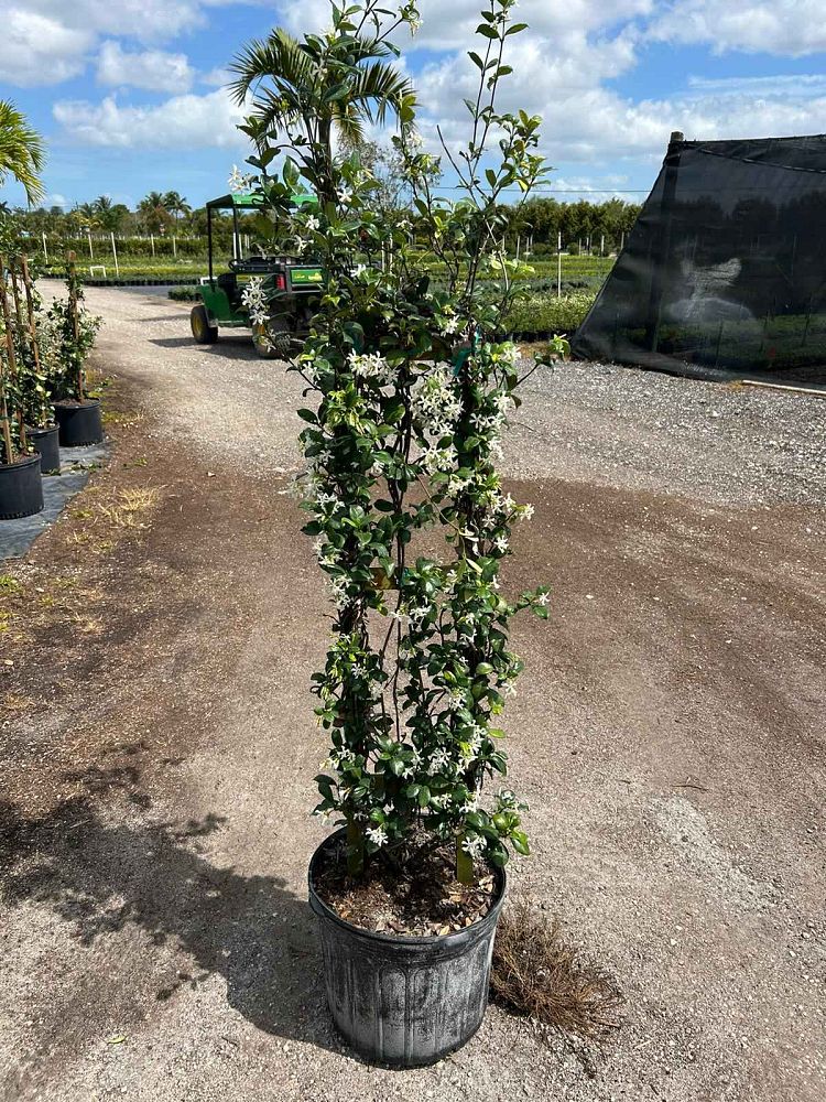 trachelospermum-jasminoides-confederate-jasmine