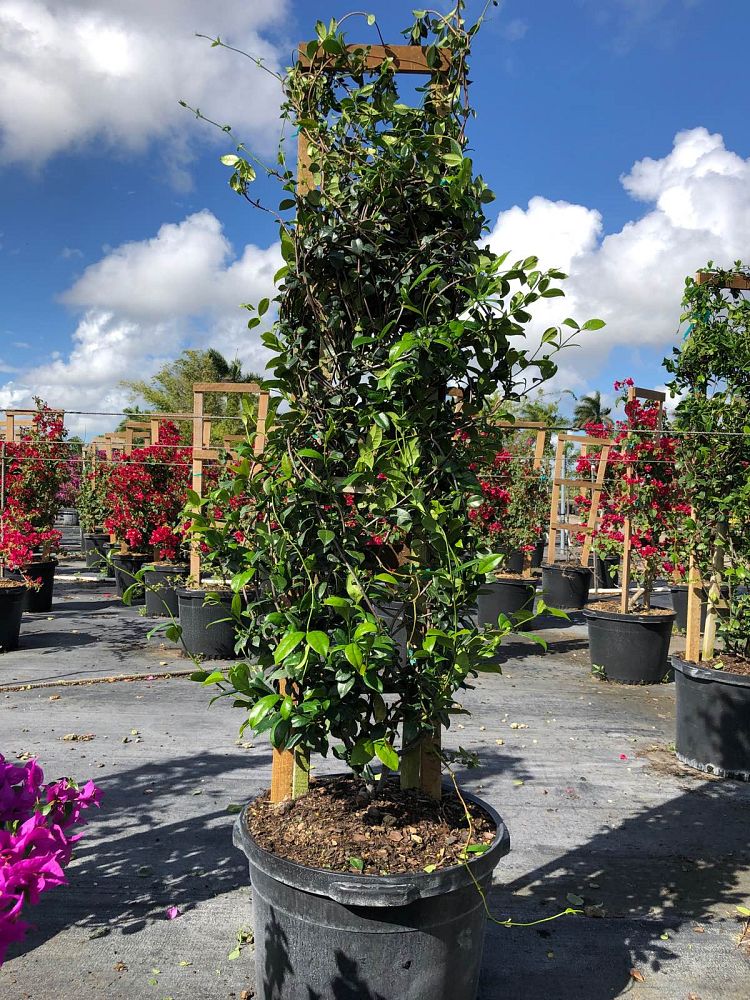 trachelospermum-jasminoides-confederate-jasmine