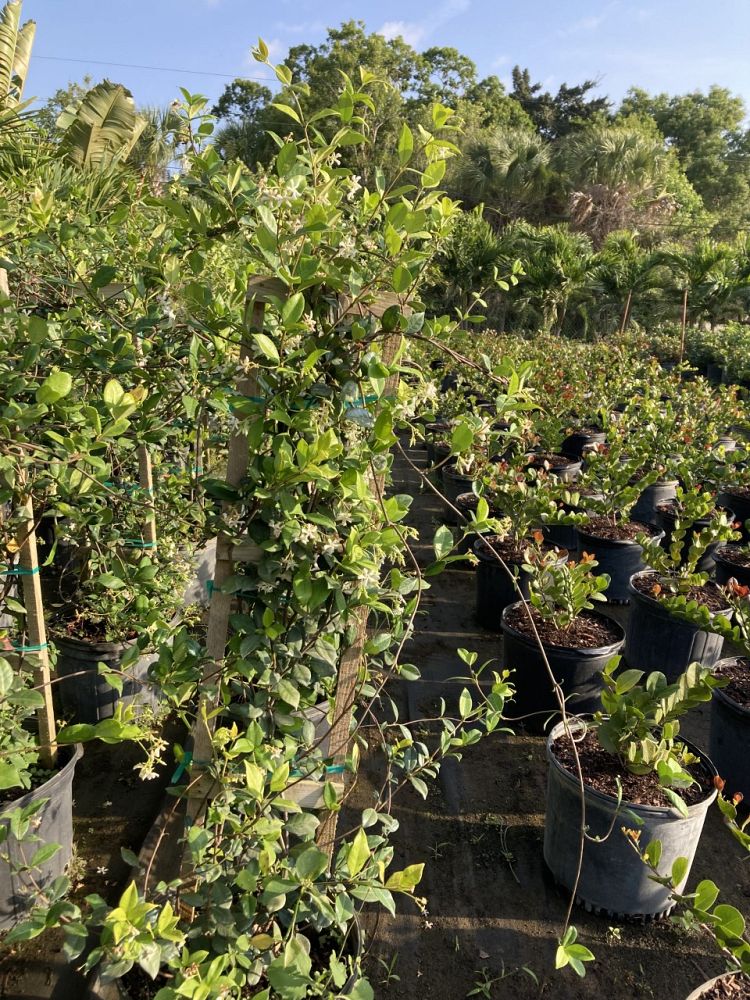trachelospermum-jasminoides-confederate-jasmine