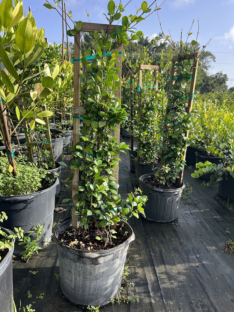 trachelospermum-jasminoides-confederate-jasmine