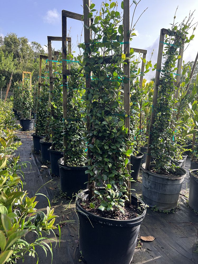 trachelospermum-jasminoides-confederate-jasmine