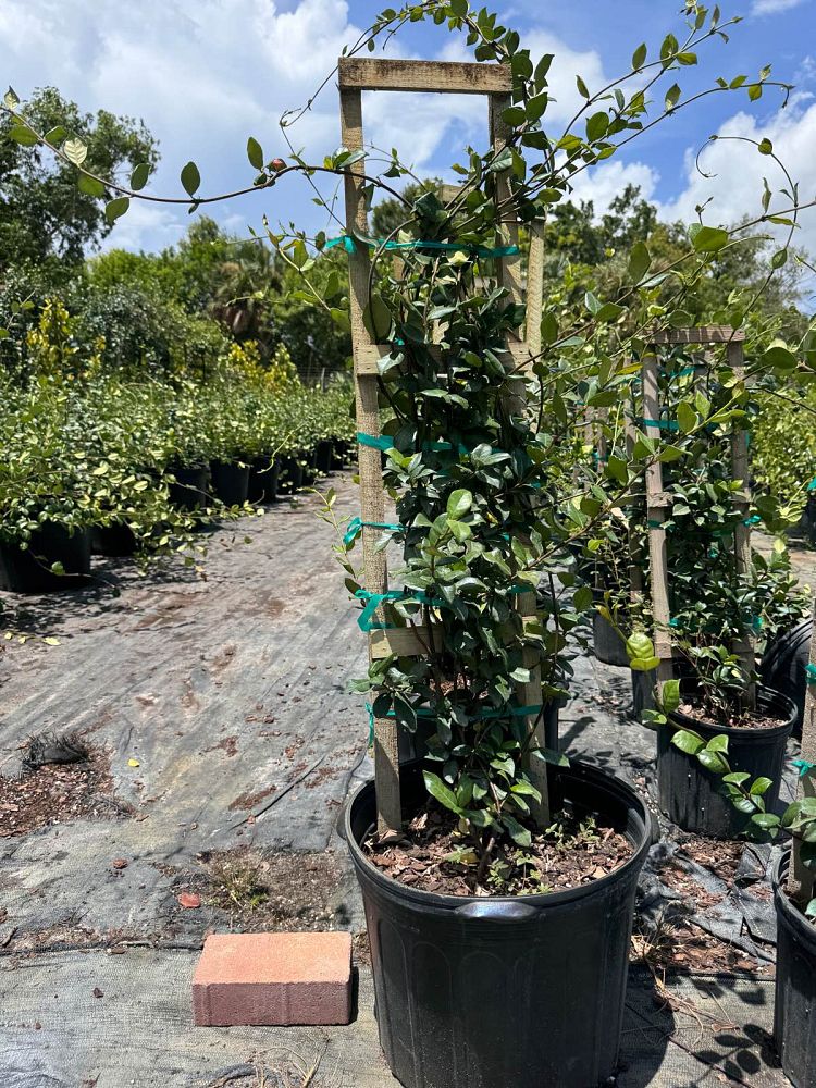 trachelospermum-jasminoides-confederate-jasmine