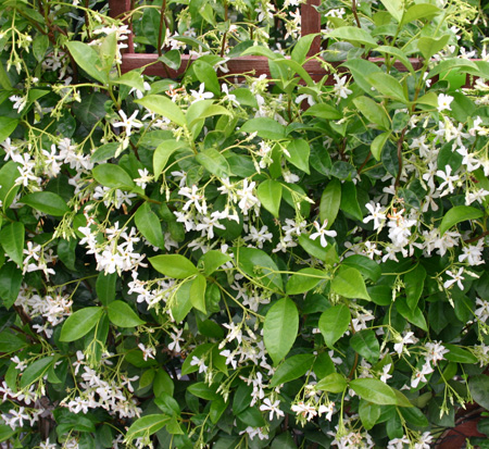trachelospermum-jasminoides-confederate-jasmine