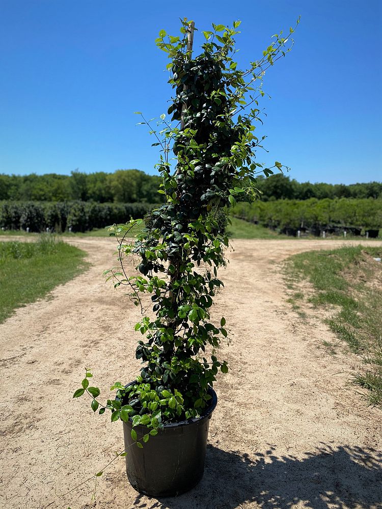 trachelospermum-jasminoides-confederate-jasmine