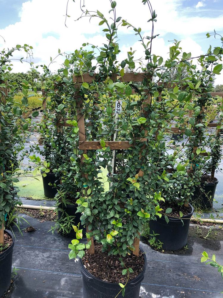 trachelospermum-jasminoides-confederate-jasmine