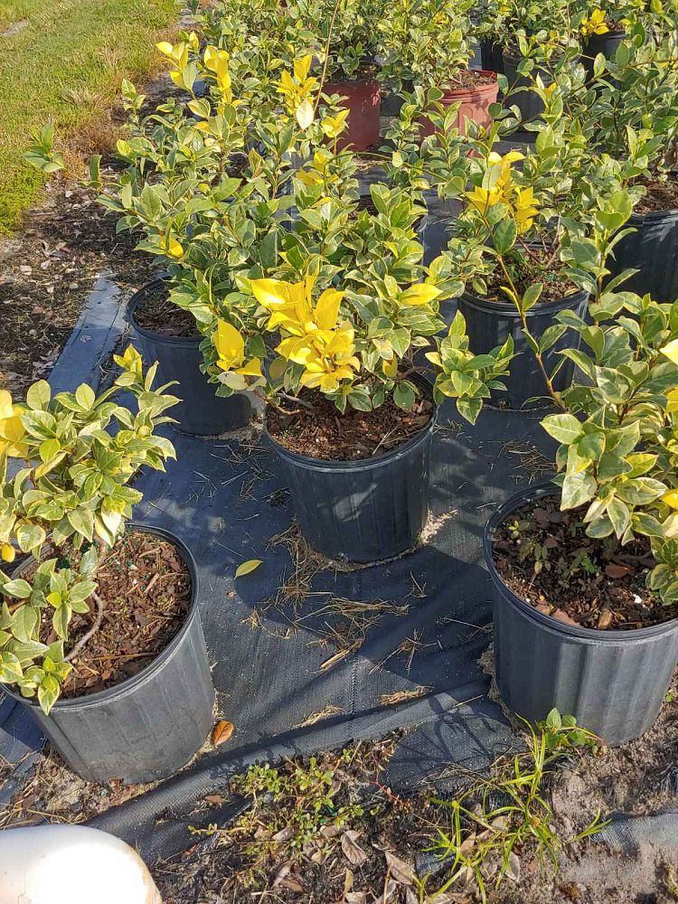trachelospermum-jasminoides-confederate-jasmine