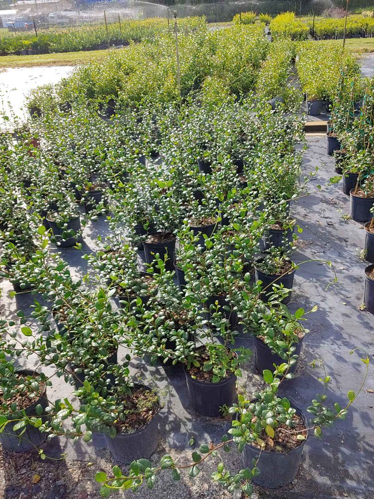 trachelospermum-jasminoides-confederate-jasmine