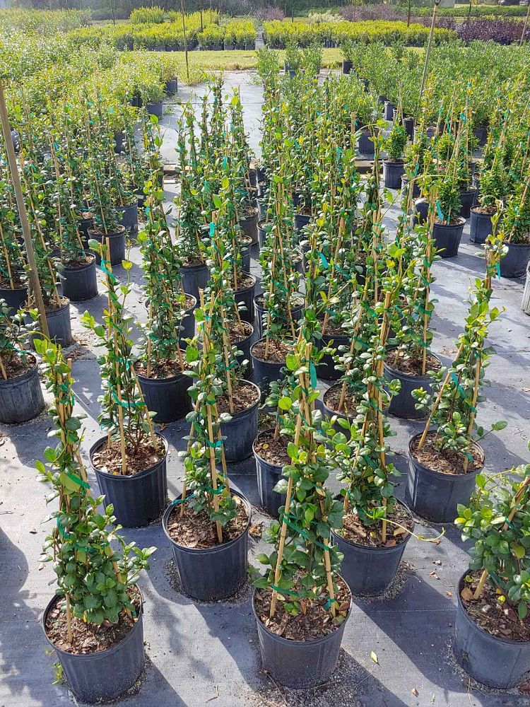 trachelospermum-jasminoides-confederate-jasmine