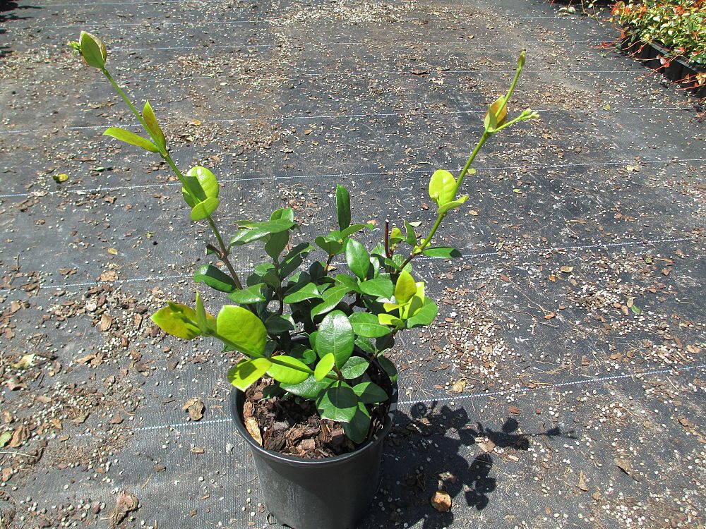 trachelospermum-jasminoides-confederate-jasmine