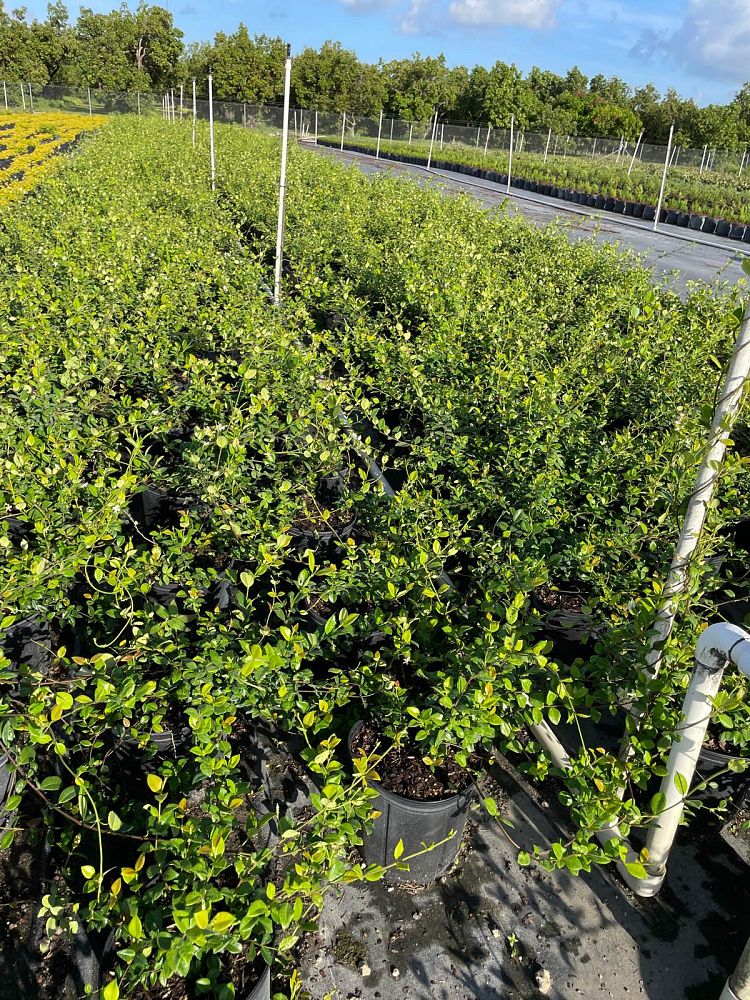 trachelospermum-jasminoides-confederate-jasmine