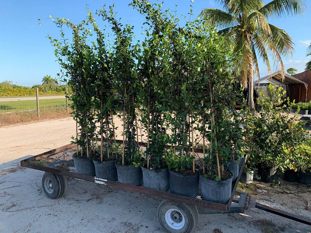 trachelospermum-jasminoides-confederate-jasmine