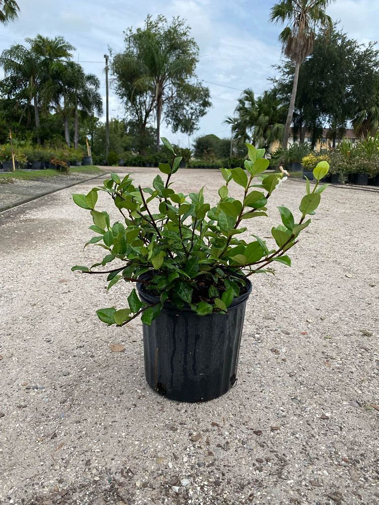 trachelospermum-jasminoides-confederate-jasmine