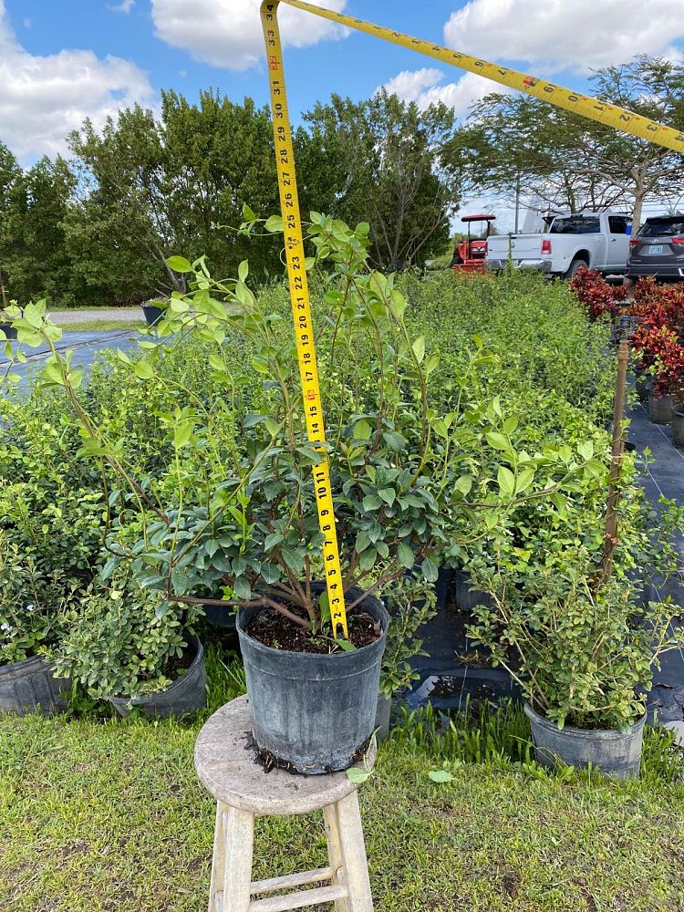 trachelospermum-jasminoides-confederate-jasmine