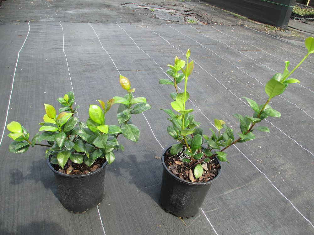 trachelospermum-jasminoides-confederate-jasmine