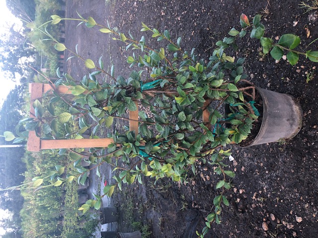 trachelospermum-jasminoides-confederate-jasmine