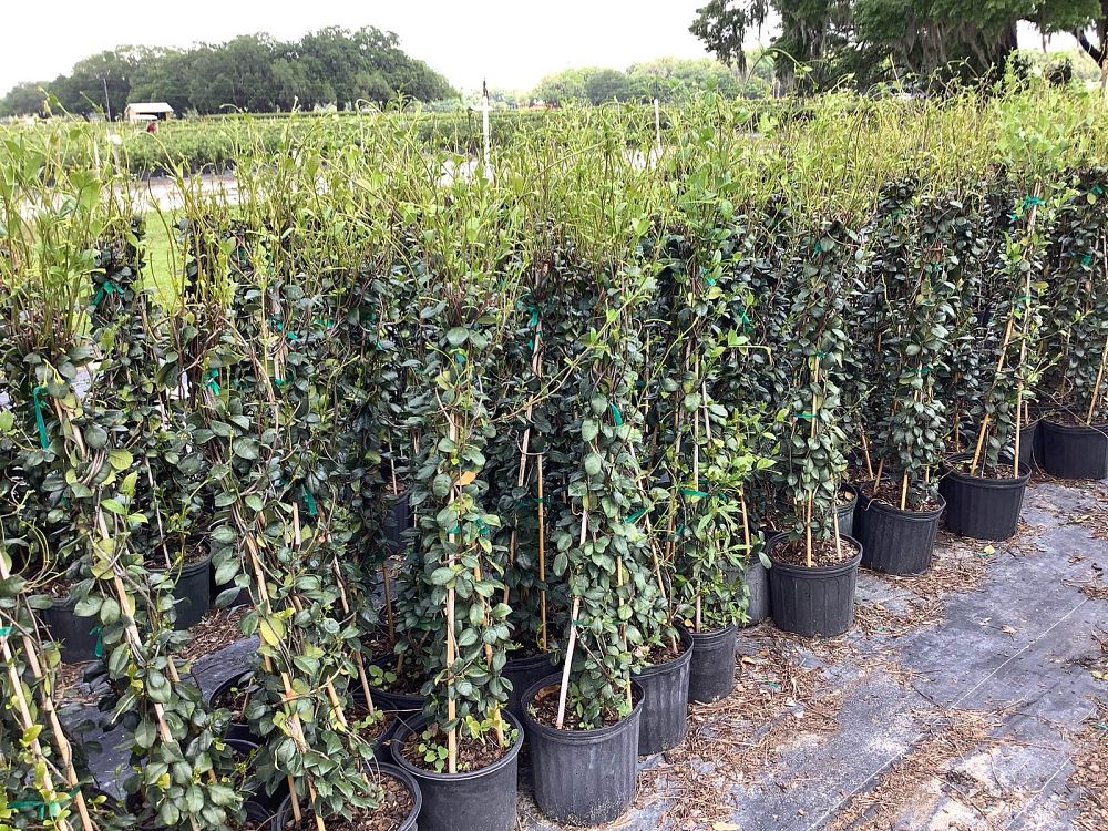 trachelospermum-jasminoides-confederate-jasmine