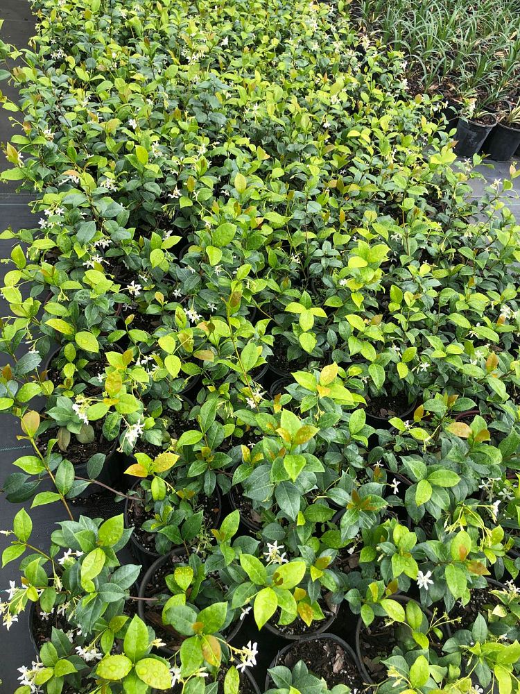 trachelospermum-jasminoides-confederate-jasmine