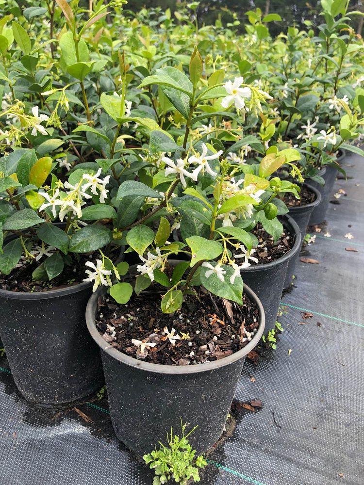 trachelospermum-jasminoides-confederate-jasmine