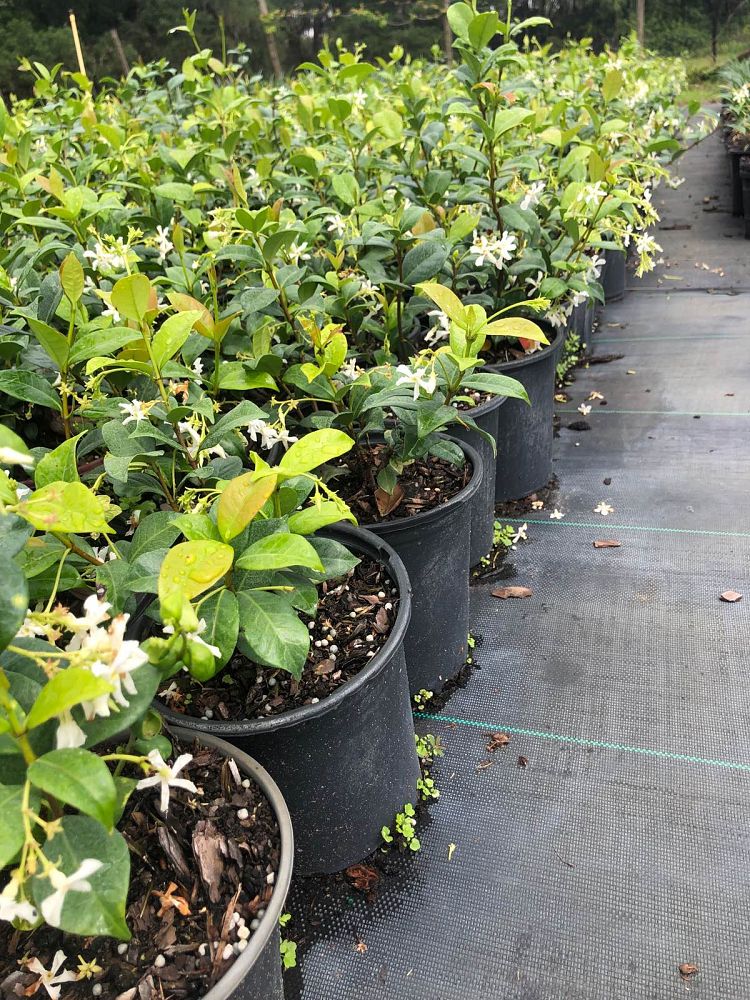 trachelospermum-jasminoides-confederate-jasmine