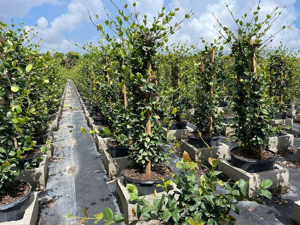 trachelospermum-jasminoides-confederate-jasmine