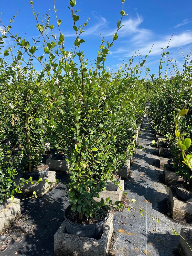 trachelospermum-jasminoides-confederate-jasmine