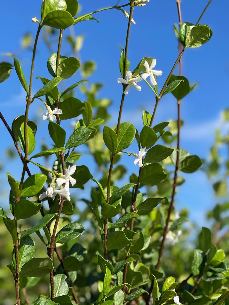 trachelospermum-jasminoides-confederate-jasmine