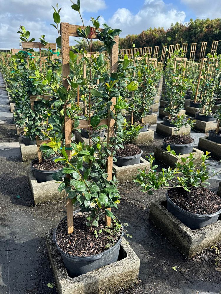 trachelospermum-jasminoides-confederate-jasmine