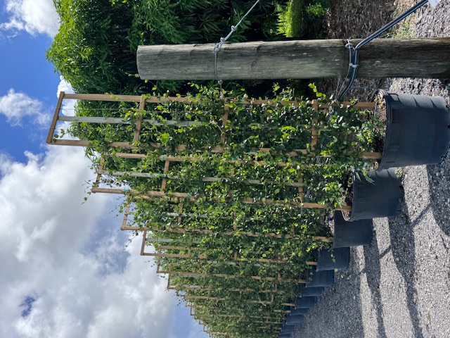 trachelospermum-jasminoides-confederate-jasmine