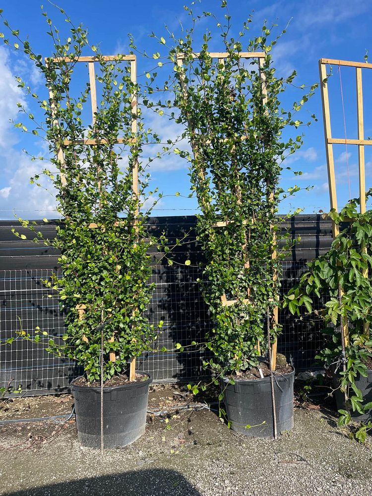 trachelospermum-jasminoides-confederate-jasmine